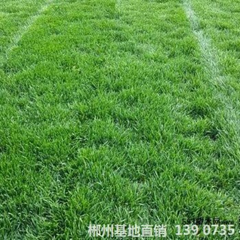 可供江西馬尼拉草坪哪種好