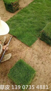 可供江西馬尼拉草皮采購價(jià)格