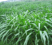 优质牧草种子优质牧草种苗进口墨西哥玉米草种子