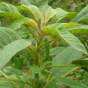 濟南帝王菜種子濟南蔬菜種子濟南雪櫻子種子