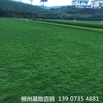 可供懷化馬尼拉草皮真草坪哪種好