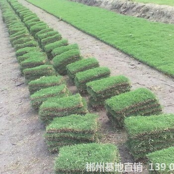 湖南郴州种植草皮马尼拉草皮人工种植草皮多少钱一平方