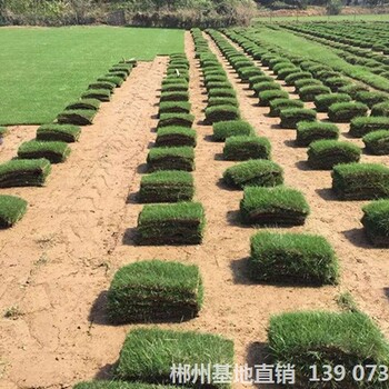 可供云南馬尼拉草坪真草皮品種