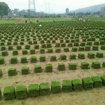 提供衡陽馬尼拉草皮真草坪新價格