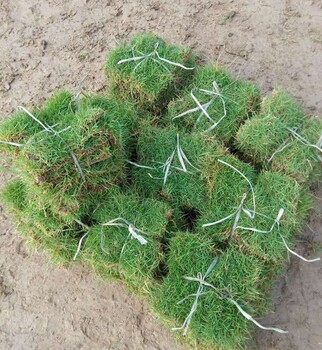 马尼拉草皮湖北孝感山体边坡绿化用的草坪种植出售价格哪里有卖的