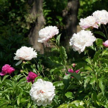 觀賞牡丹花苗觀賞芍藥花苗蘆筍苗市場價位