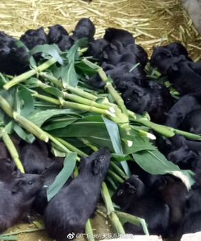 養殖黑豚2018火爆的種苗出售