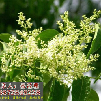 湘鄉(xiāng)大葉女貞哪里有賣(mài)的