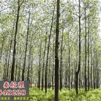 常德108楊樹苗供應(yīng)
