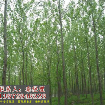 云南楊樹苗培育基地