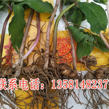 安徽重樓種植基地