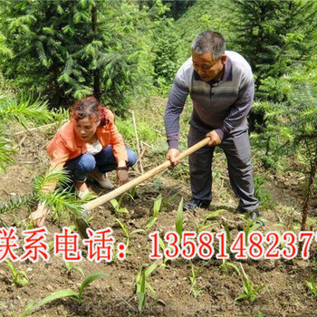 四川白芨種植基地
