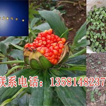 陜西重樓種植基地