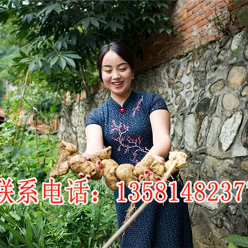 黃精怎么種植技術