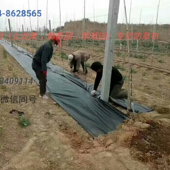 龍口大棚蓋草布抑制雜草黑色pp果園防草布環(huán)保