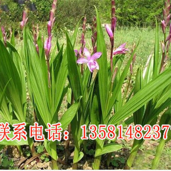 種植白芨注意事項(xiàng)