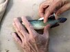 鱼育种标记鱼类PIT标记体内标记/标志放流标记