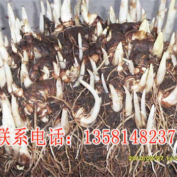 長春重樓種植基地