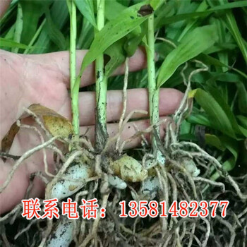 白芨的人工种植方法