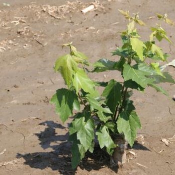 吉林红冠红枫_泰安东枫园林_红冠红枫种植基地