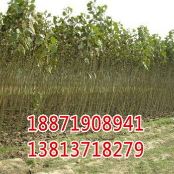 漢中楊樹苗批發(fā)價(jià)格