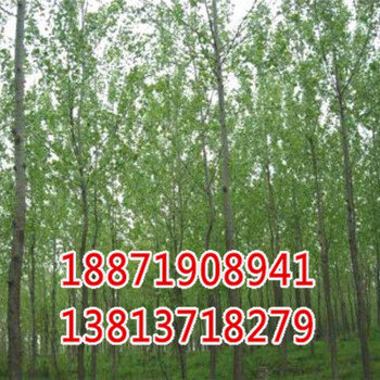 襄陽(yáng)楊樹(shù)苗批發(fā)價(jià)格