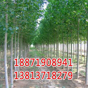 湖南9公分速生楊樹苗