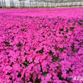 山東耐寒宿根花卉芝櫻小苗大量接受預(yù)定、花海打造