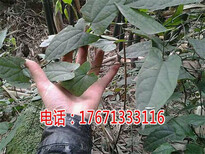 福安金果榄地苦胆青牛胆种植技术图片0