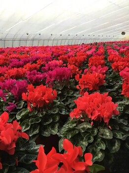 春節(jié)開花的室外花卉