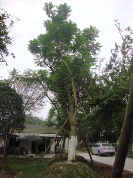 15公分藍(lán)花楹樹(shù)形藍(lán)花楹圖片