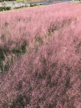 青州销量好的粉黛乱子草批发，价格，基地，当属卉源花卉