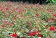 山东月季花，青州月季，月季花种植基地，月季有哪几个品种江瑞