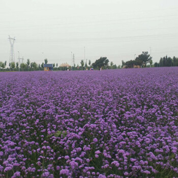 马鞭草马鞭草基地马鞭草价格马鞭草基地