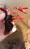 今日小龙虾种苗多少钱一斤