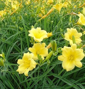 宿根草花基地，山东宿根草花，青州宿根草花江瑞宿根草花基地