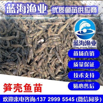江门泰国笋壳鱼苗哪里有卖蓝海渔业