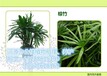 河源植物租赁_河源植物租摆