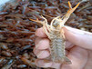 优良的小龙虾种苗就在江苏沭淮河农业-小龙虾种苗厂家供应