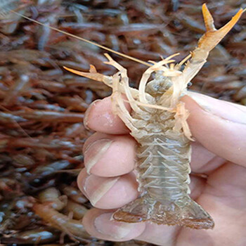 优良的小龙虾种苗就在江苏沭淮河农业-小龙虾种苗厂家供应