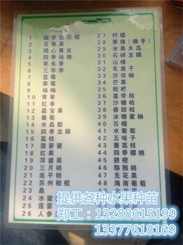 連州夏黑葡萄_連州哪里有羅漢松