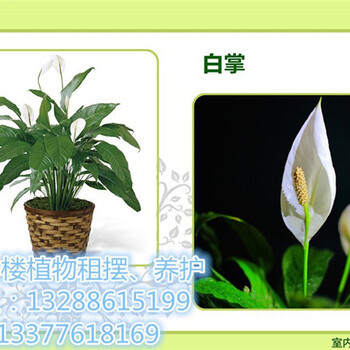 河源小區(qū)綠化養(yǎng)護_河源租賃綠植室內(nèi)