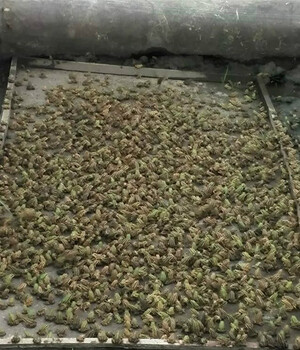 哪里能買到小蛙種苗廣西黑斑蛙青蛙幼蛙種苗青蛙養(yǎng)殖加盟