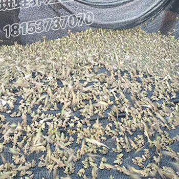 信譽(yù)好的小蛙種苗廠商廣州黑斑蛙青蛙小蛙種苗全飼料養(yǎng)殖