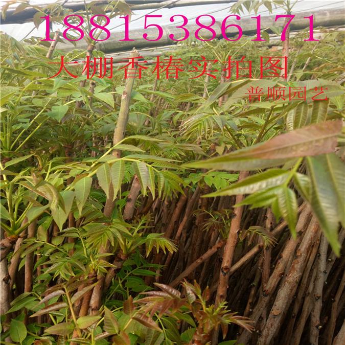 香椿苗廠家
