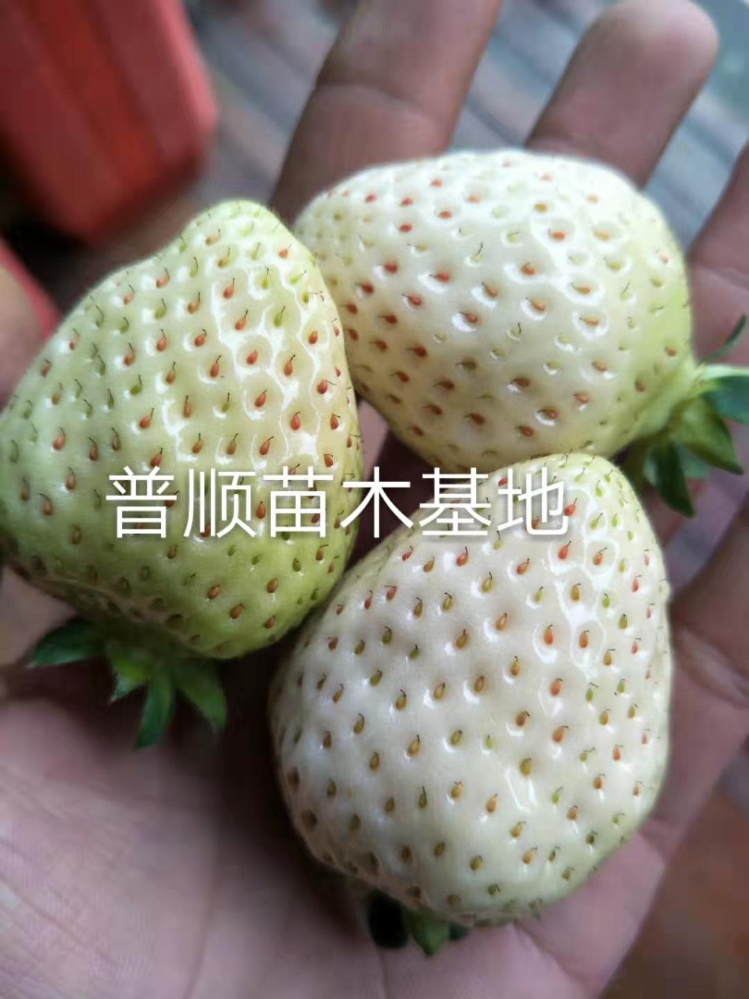 蕪湖草莓苗廠