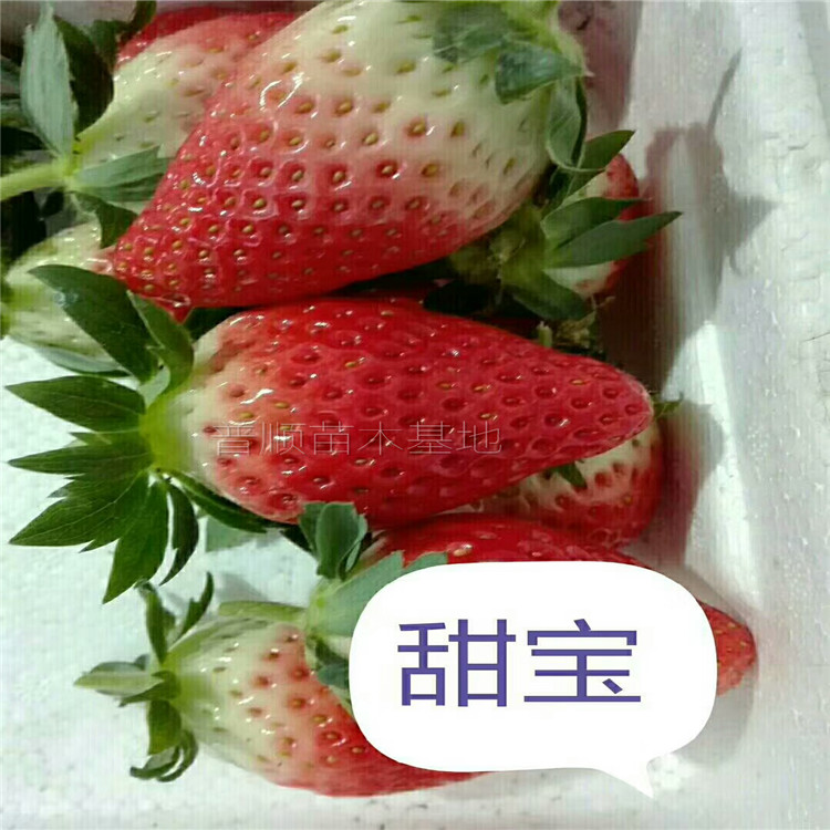 奶油草莓苗生產(chǎn)