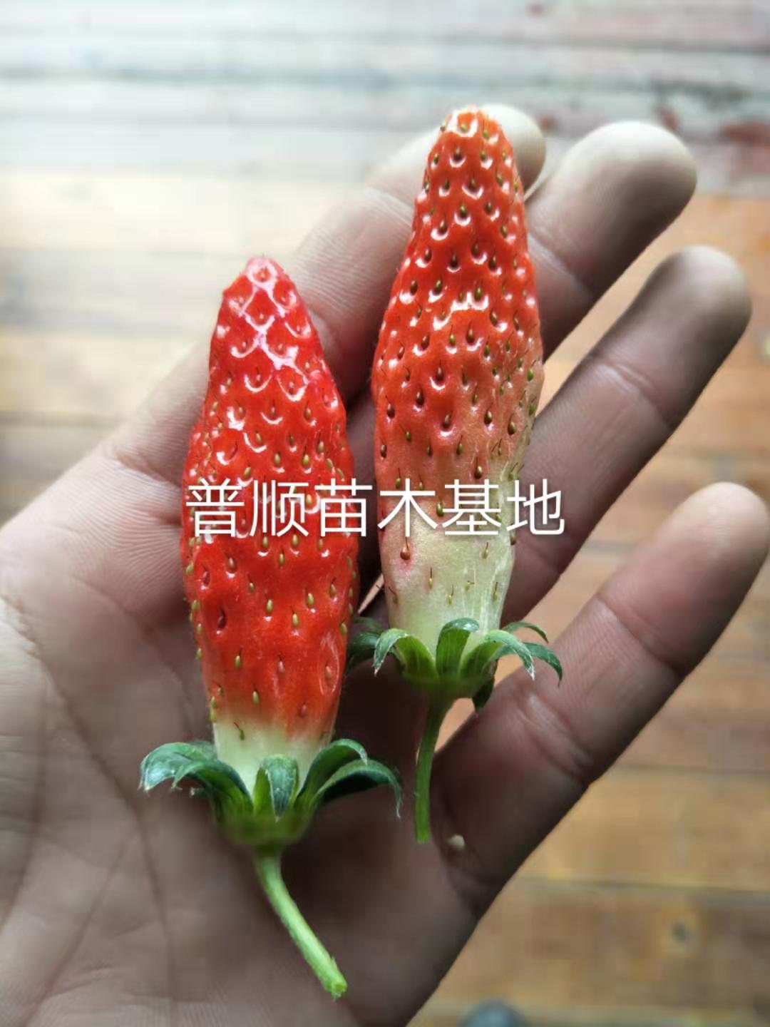 供应章姬草莓苗厂商