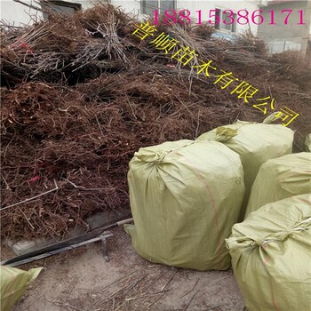 紅油香椿樹(shù)價(jià)格 香椿苗 香椿樹(shù)前景如何