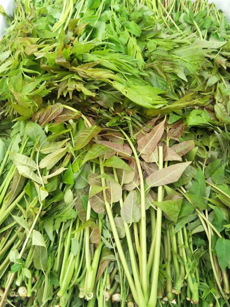新鄉(xiāng)香椿苗多少錢